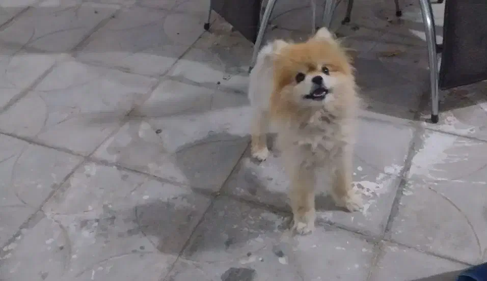 سگ پامر|سگ|فامنین, |دیوار