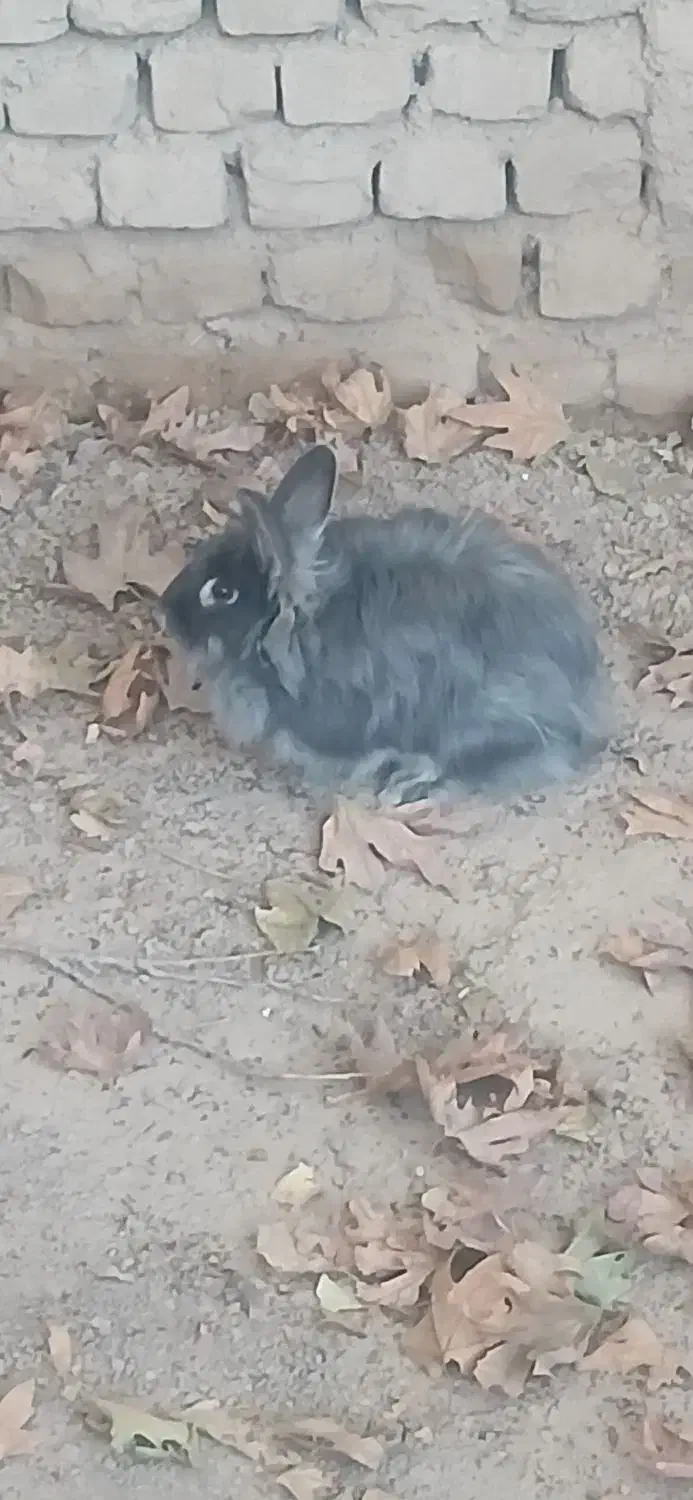 هفت عدد خرگوش همگی ماده|موش و خرگوش|پیشوا, |دیوار