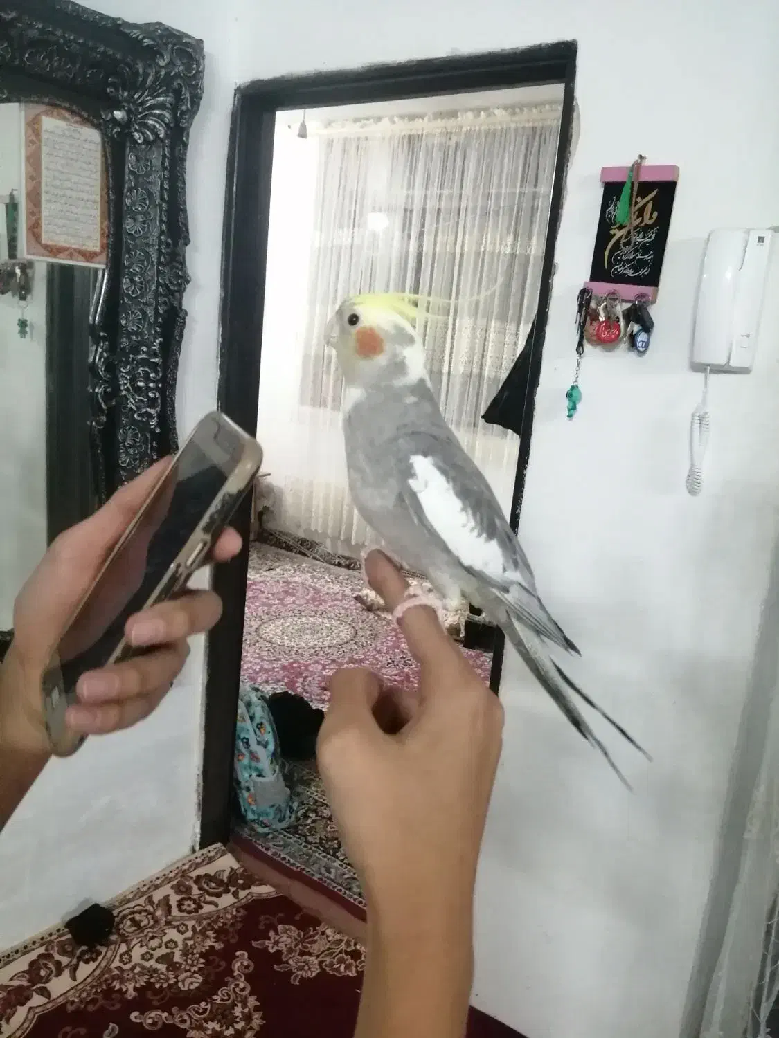 عروس هلندی سخنگو|پرنده|مشهد, توس فردوسی|دیوار