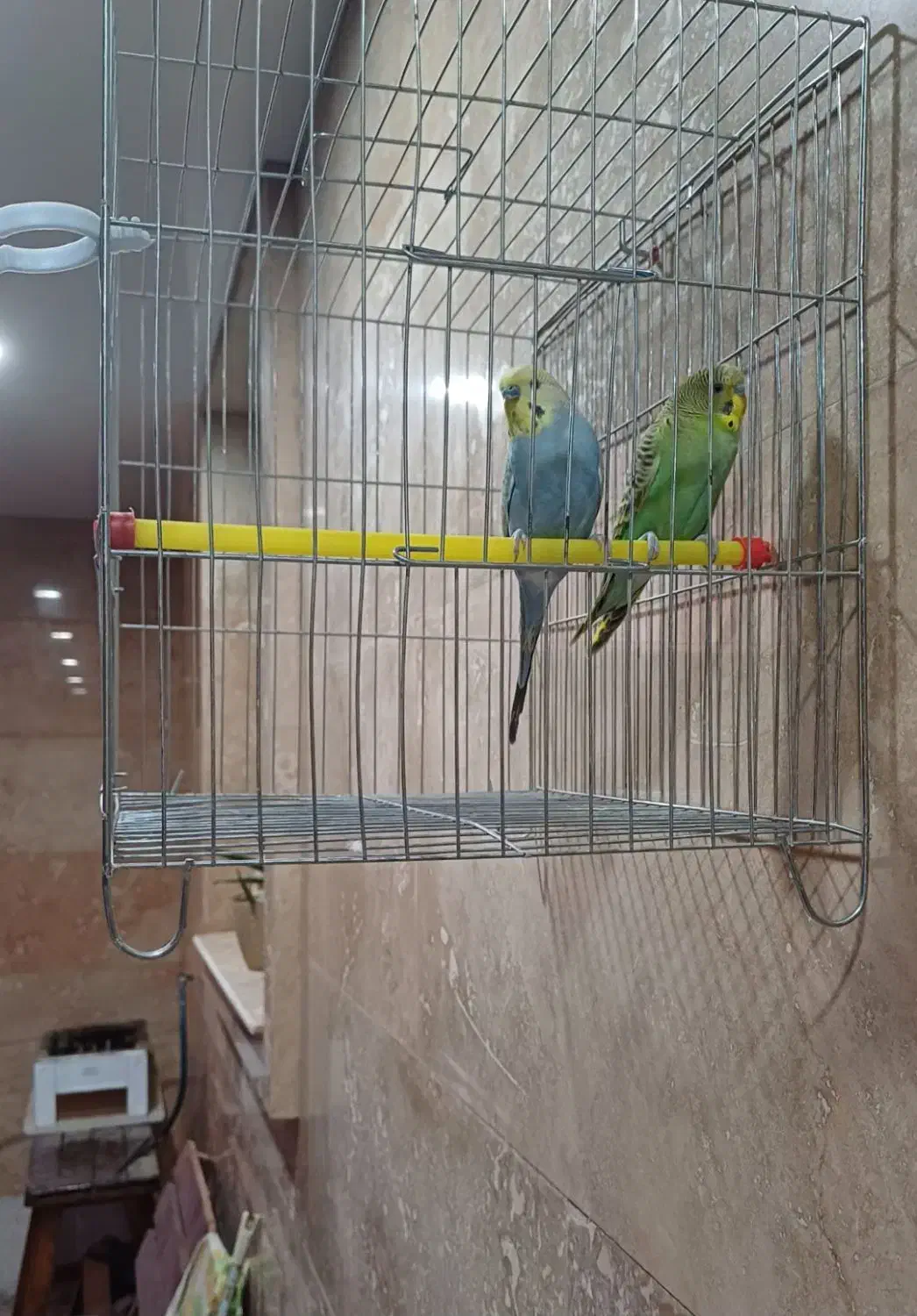 یه جفت مرغ عشق|پرنده|صدرا-فارس, فاز ۱|دیوار