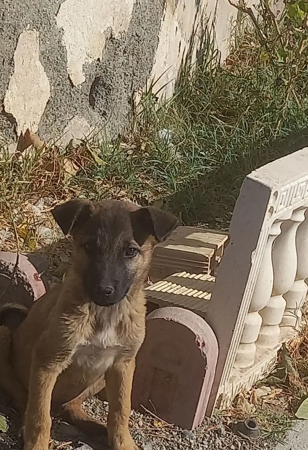 توله مالینویز|سگ|کرج, کوی کارمندان شمالی|دیوار