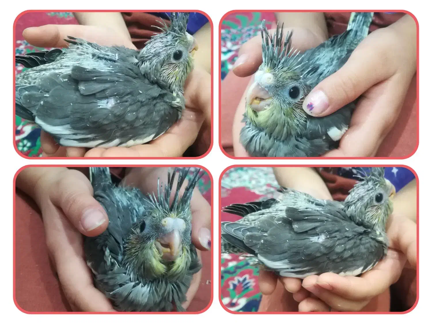 جوجه عروس هلندی سرلاکی|پرنده|اوز, |دیوار