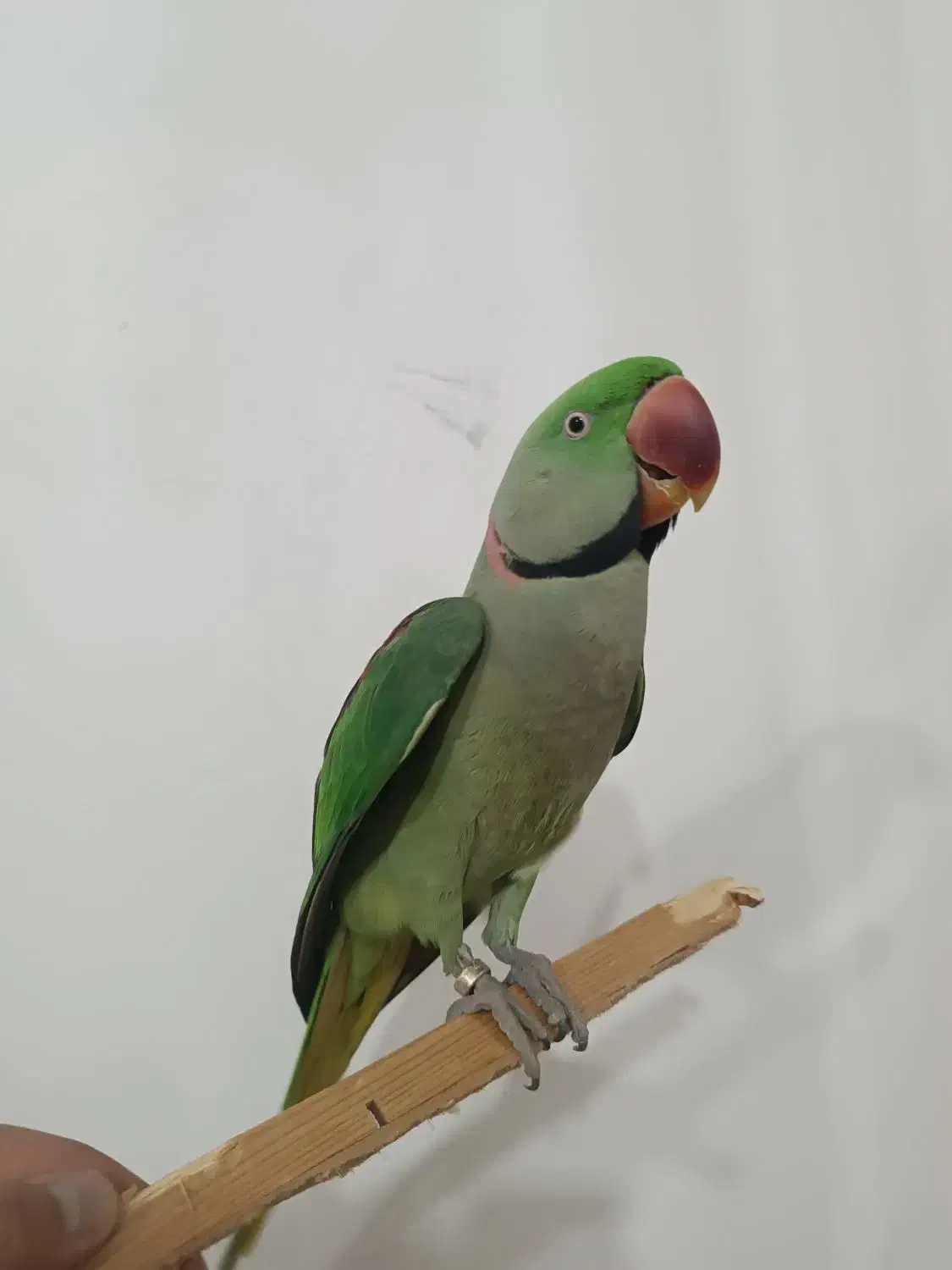 شاه طوطی|پرنده|قروه, |دیوار