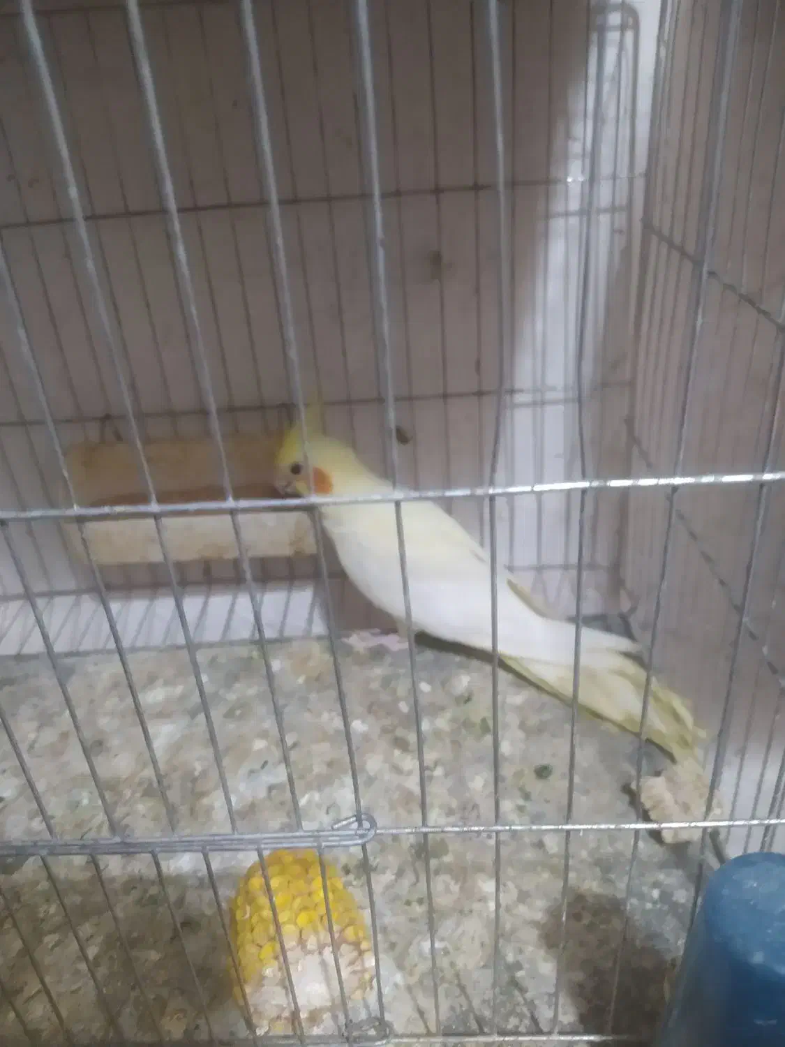 عروس هلندی|پرنده|کلاله, |دیوار