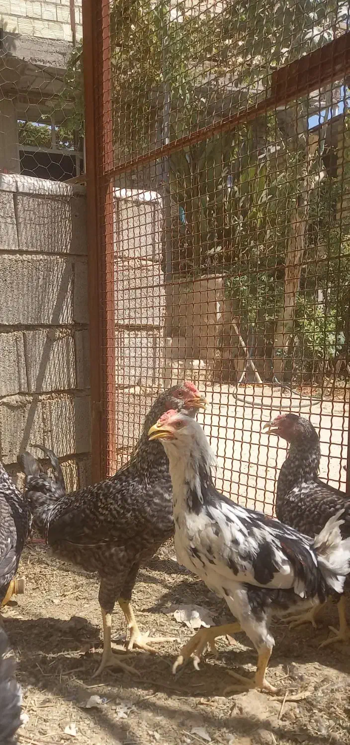 خروس گلین برای نگهداری و سربری|حیوانات مزرعه|شیراز, سلطان آباد|دیوار