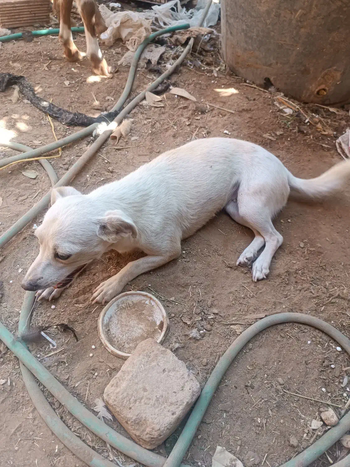 واگذاری|سگ|رفسنجان, |دیوار