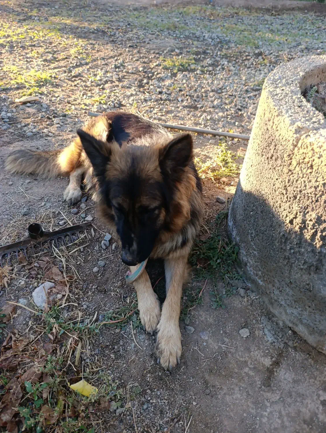 ژرمن شیپرد|سگ|مرند, |دیوار