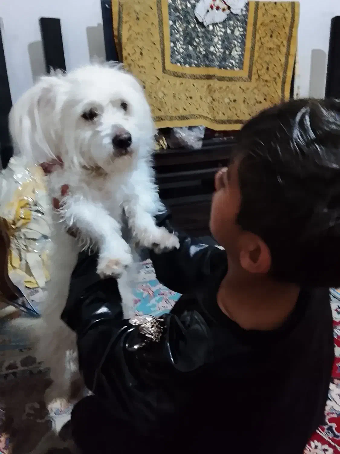 سگ باهوش|سگ|قوچان, |دیوار