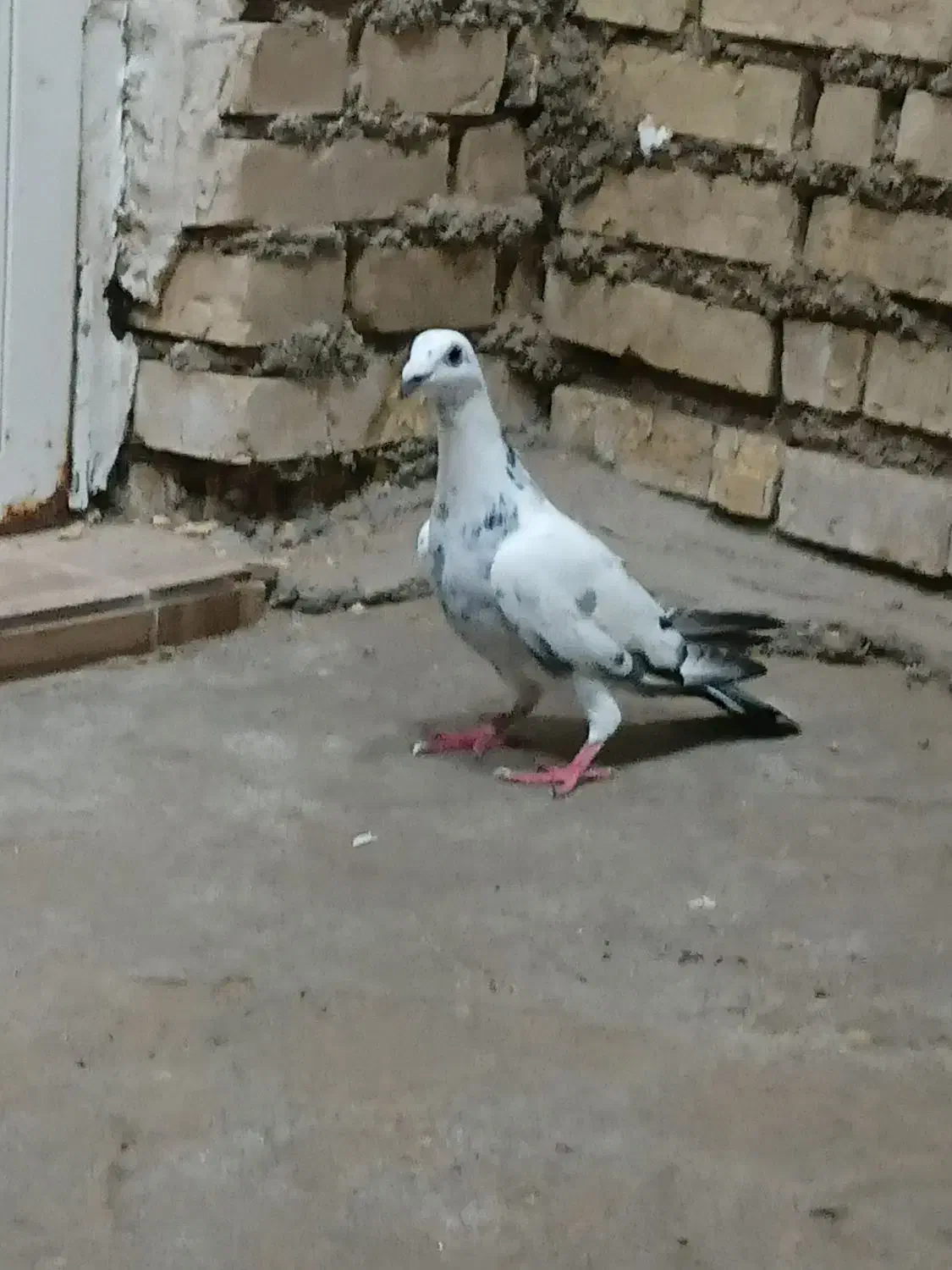 کبوتر‌گوره|پرنده|شوشتر, |دیوار