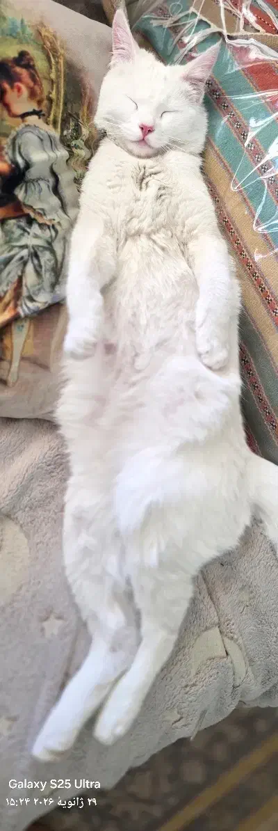 گربه سفید|گربه|اصفهان, برازنده|دیوار