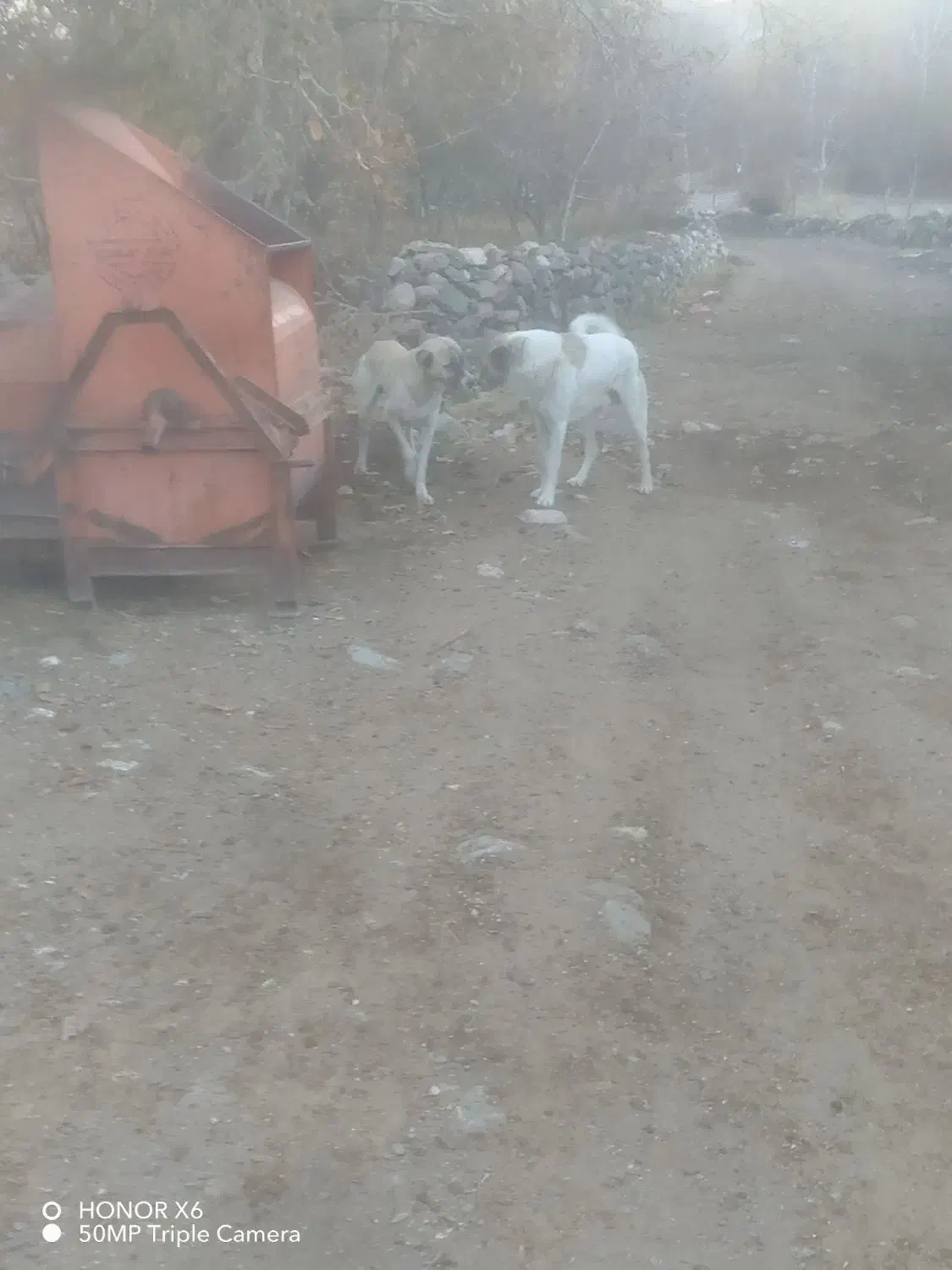 دو عدد سگ|سگ|سیلوانه, |دیوار