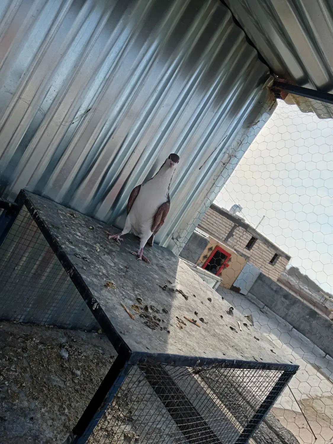 سیاه پشت|پرنده|نجفآباد, شیخ آباد|دیوار