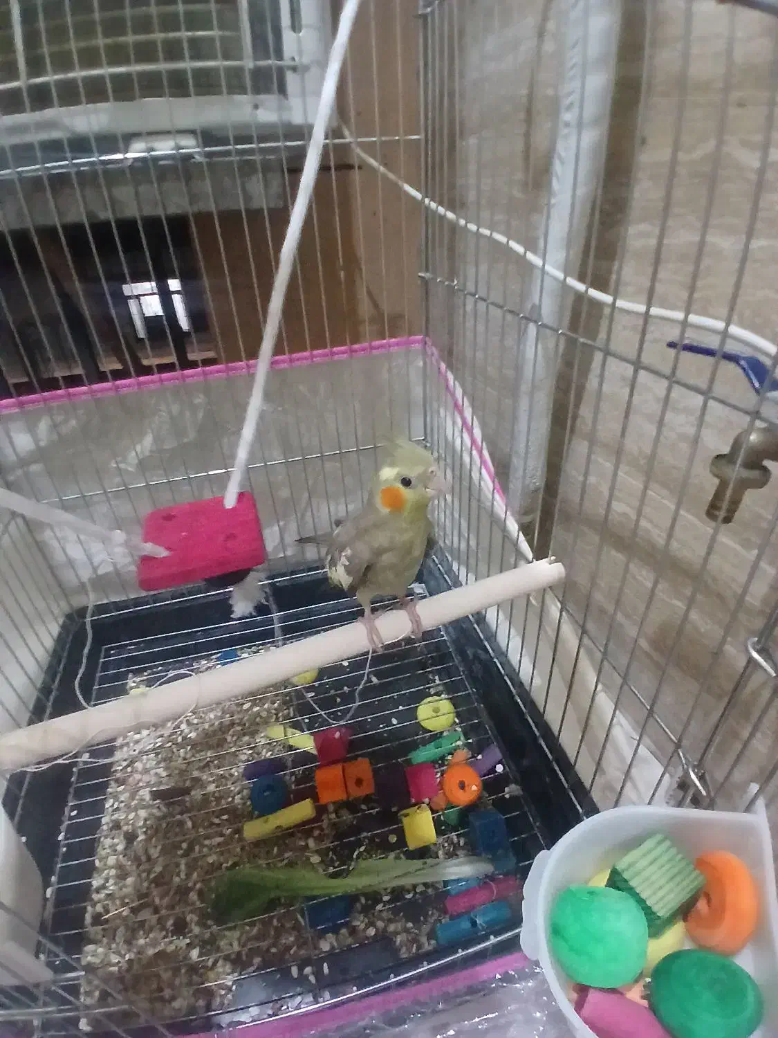 فروش عروس هلندی آشتی|پرنده|بندرعباس, |دیوار