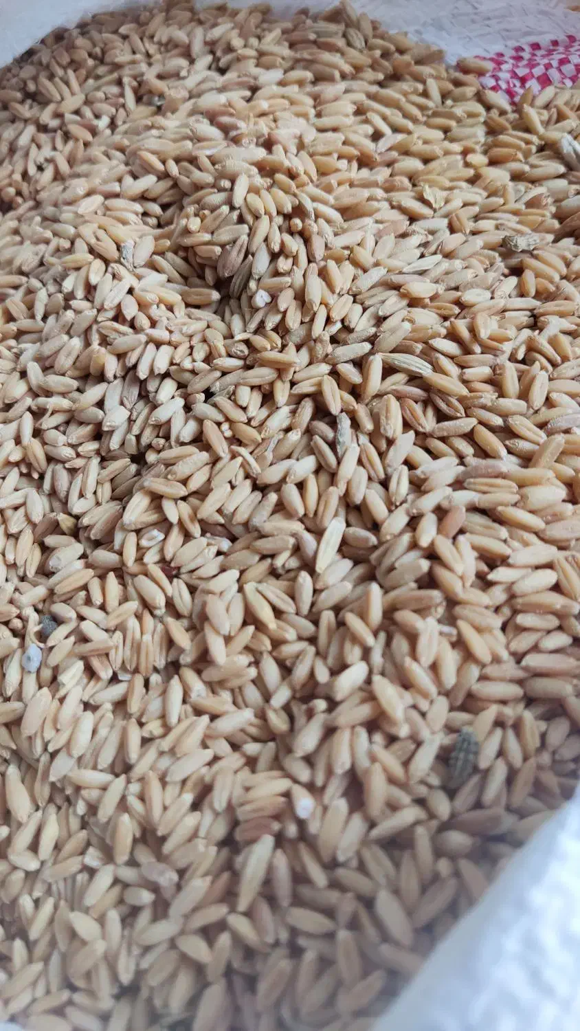 بذر گندم و جو آبی و دیمی بذر کامیلینا و یونجه وکاه|لوازم جانبی حیوانات|اراک, |دیوار