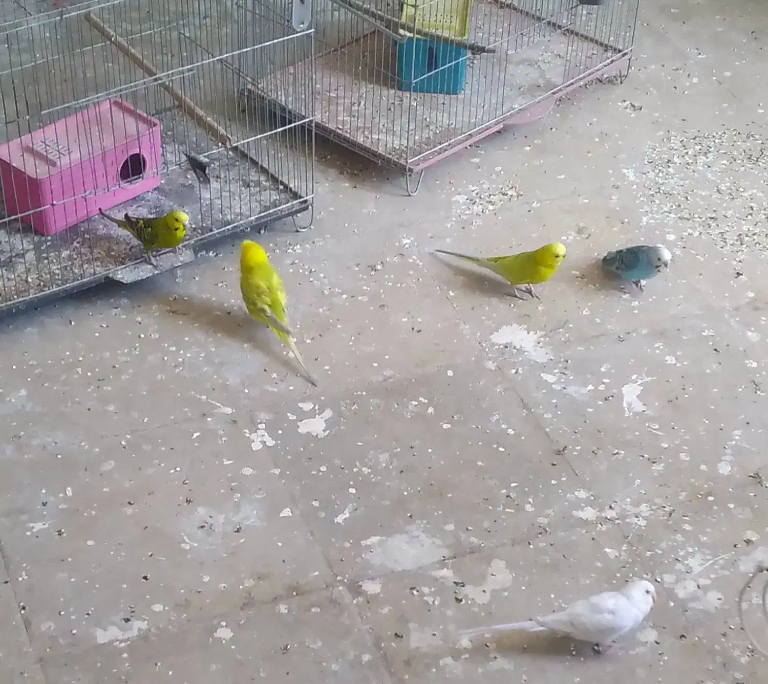 جفت مرغ عشق با جوجه|پرنده|داراب, |دیوار