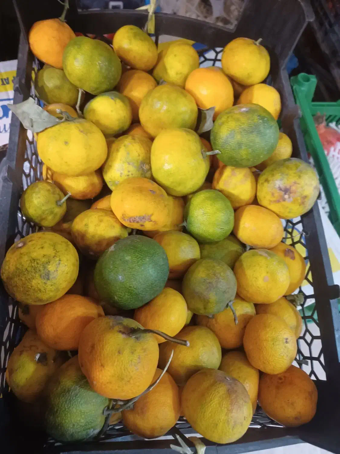 نارنگی شیرین|خوردنی و آشامیدنی|مشهد, هنرور|دیوار