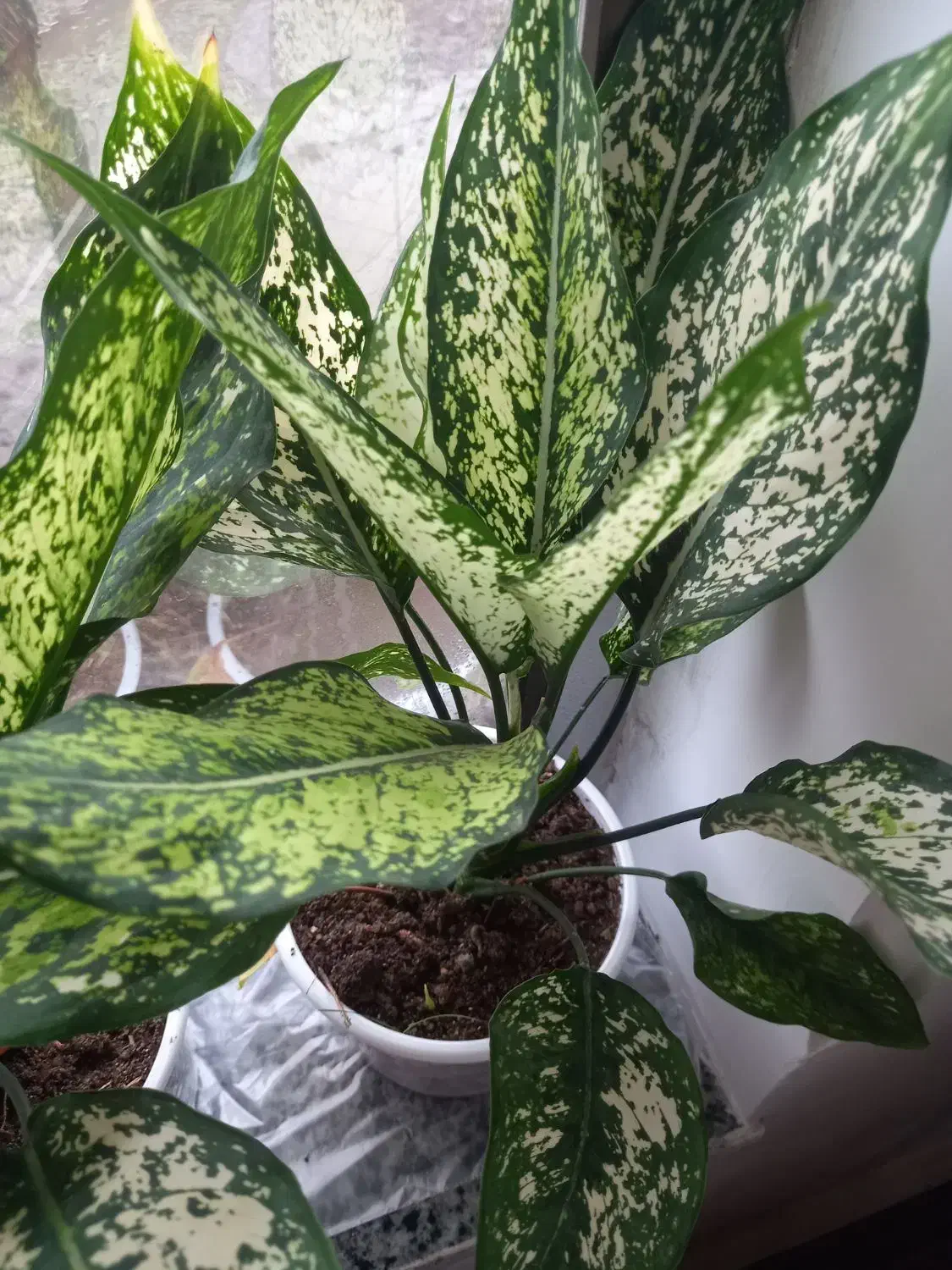 گل های زینتی|گل و گیاه طبیعی|تالش, جوکندان|دیوار