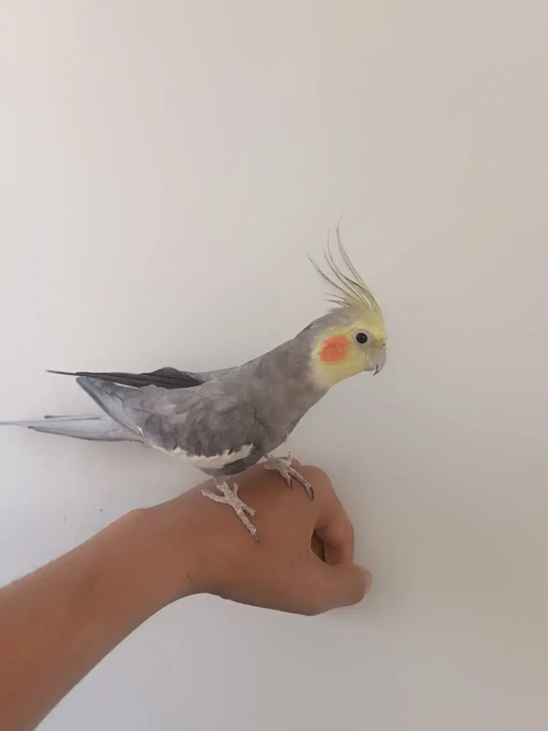 عروس هلندی|پرنده|الیگودرز, |دیوار