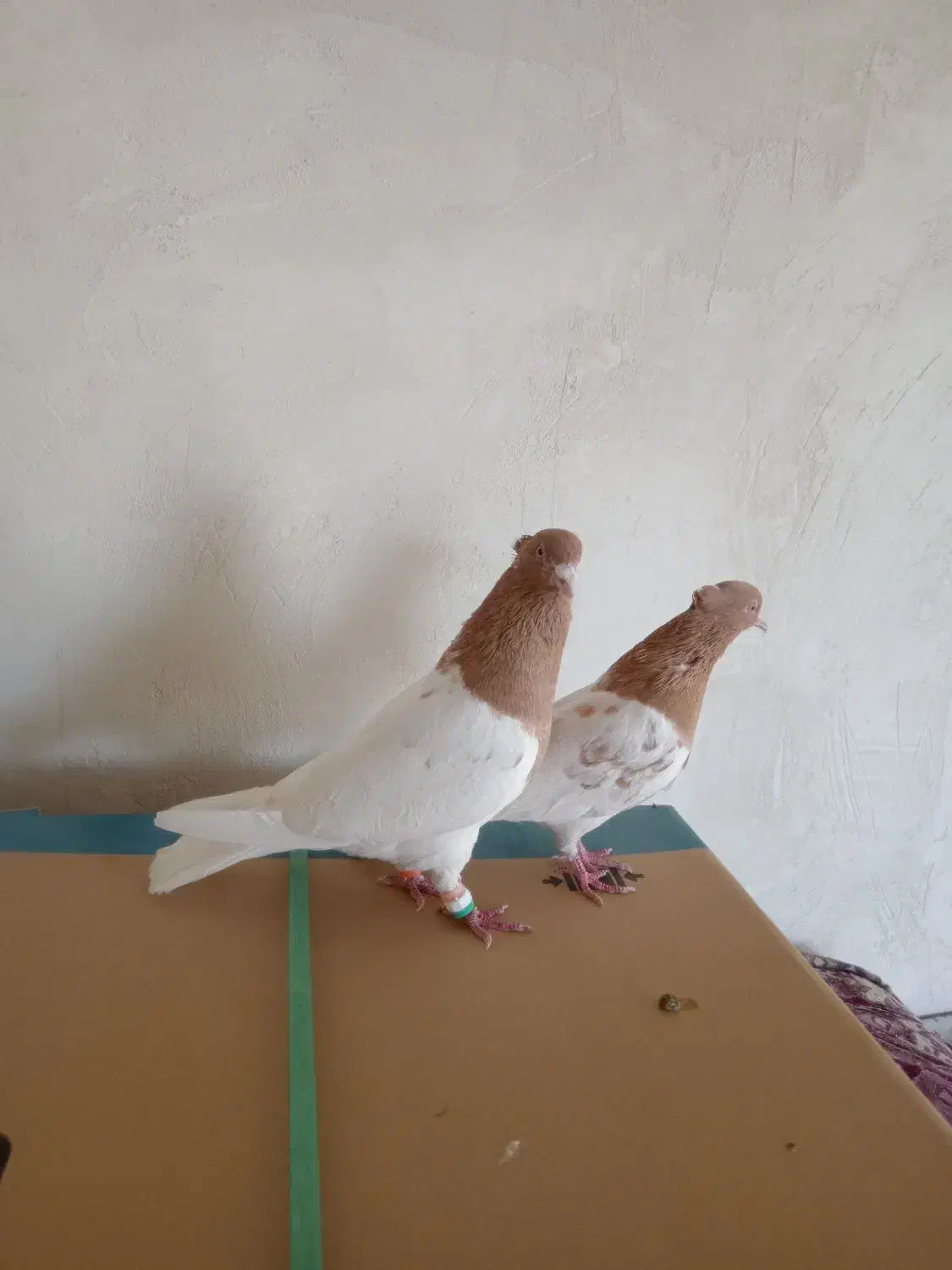 کبوتر کله زرد|پرنده|هریس, |دیوار