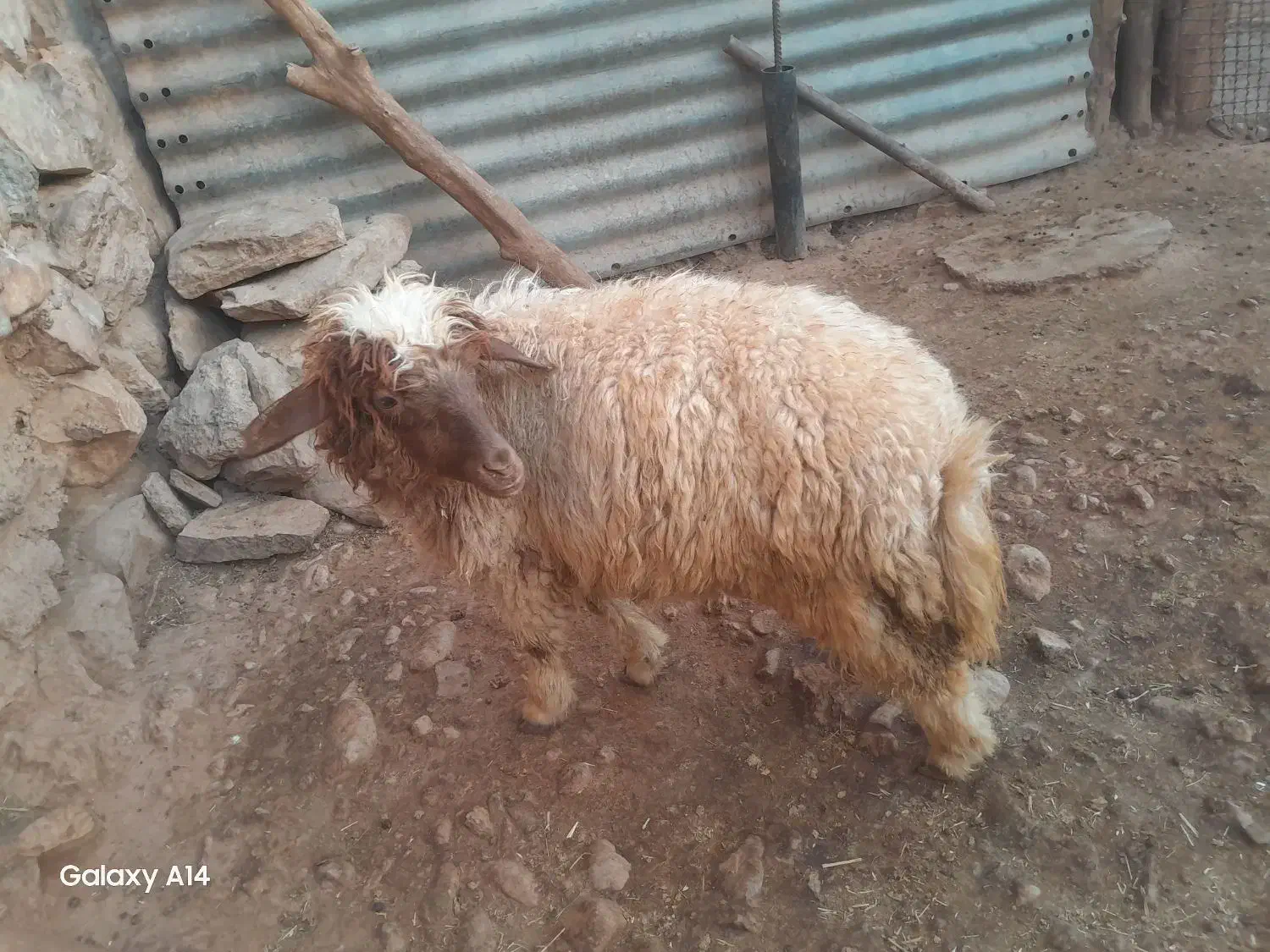 بره و بزغاله مناسب کشتار|حیوانات مزرعه|خرم‌آباد, |دیوار