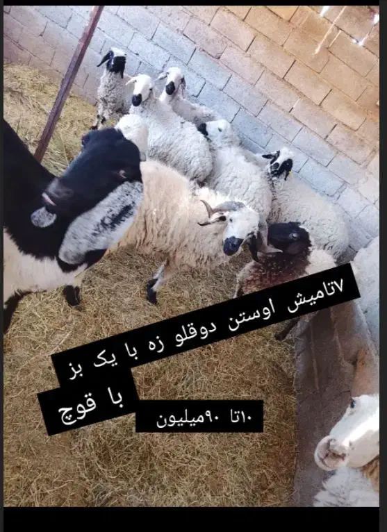 ۱۰ راس گوسفند|حیوانات مزرعه|بم, |دیوار
