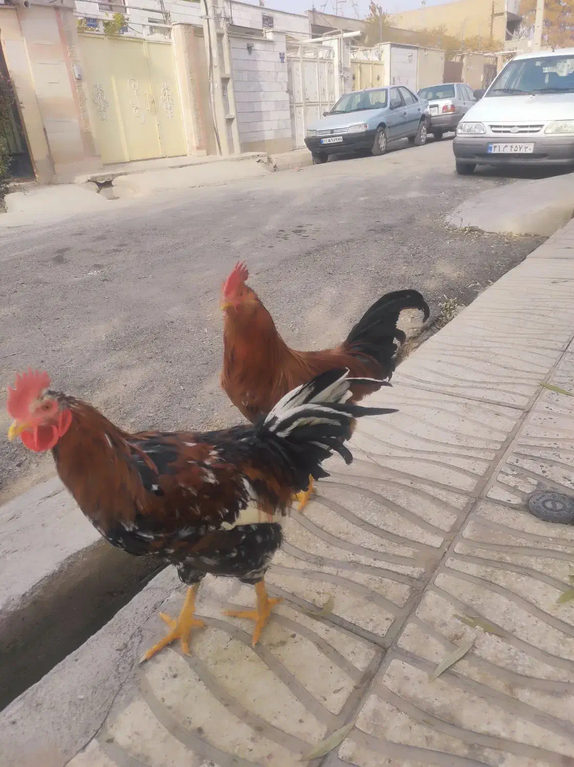 خروس گلین|حیوانات مزرعه|نظرآباد, نظرآباد|دیوار