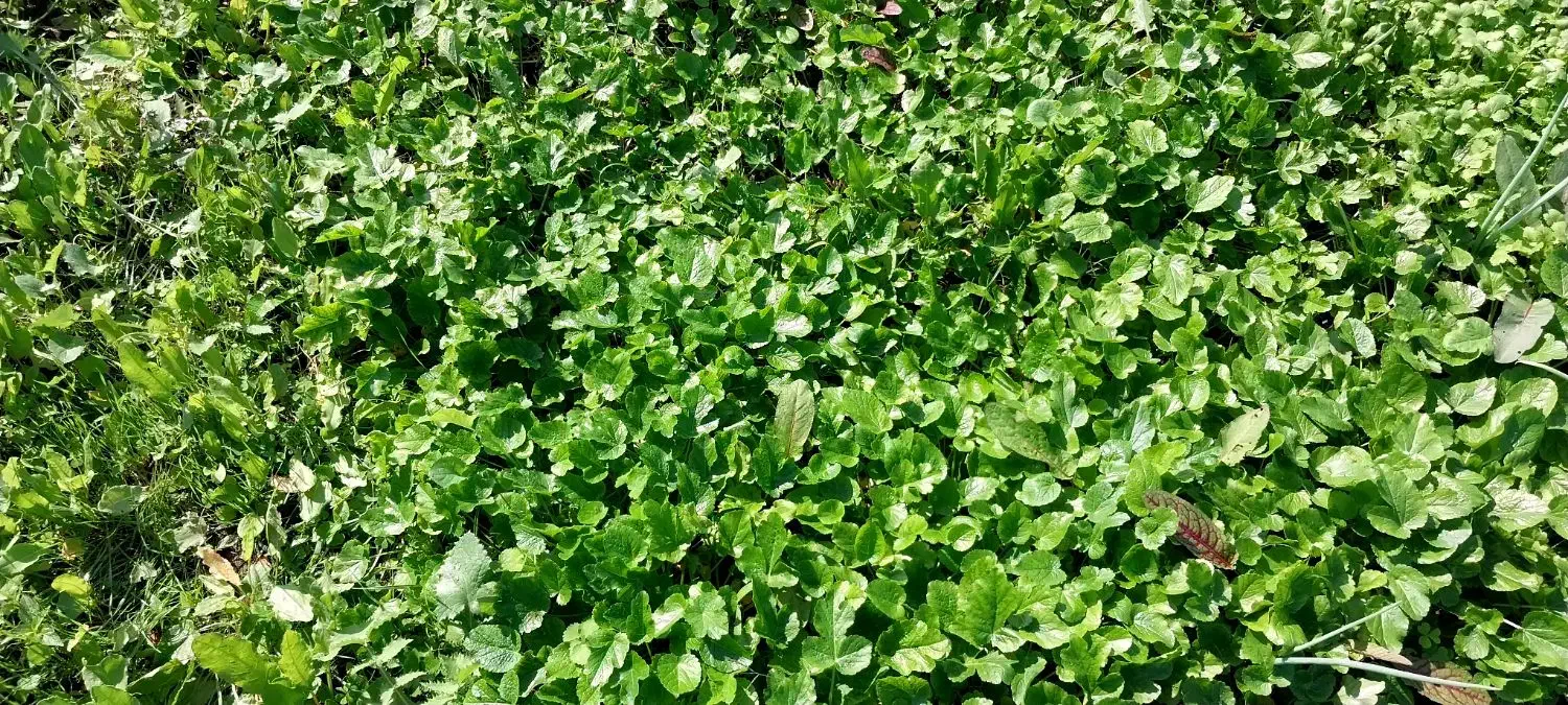 سبزی‌های محلی ،کاملا ارگانیک|خوردنی و آشامیدنی|دالخانی, |دیوار