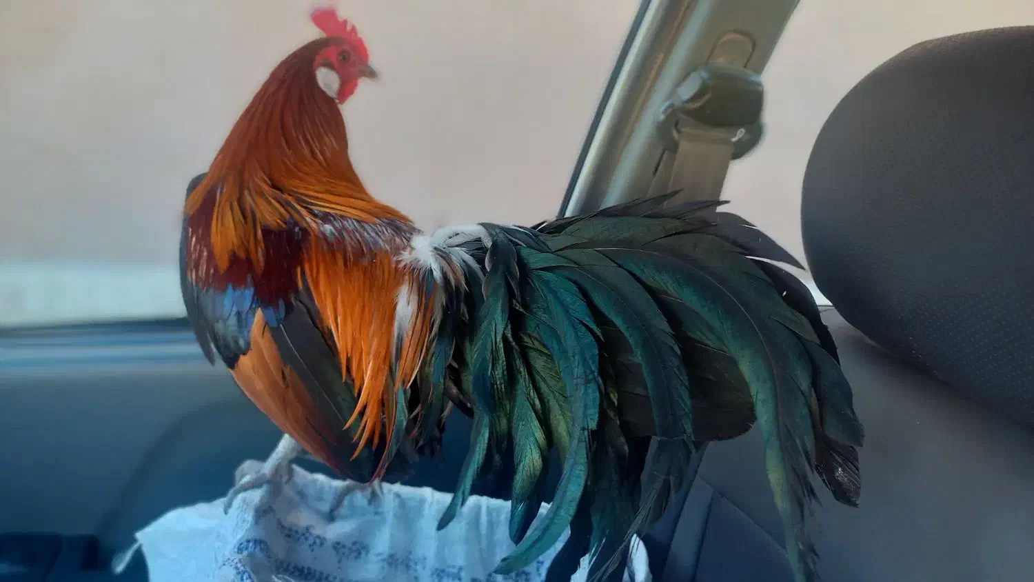 مرغو خروس فونیکس قرمز|حیوانات مزرعه|حمیدیا, |دیوار