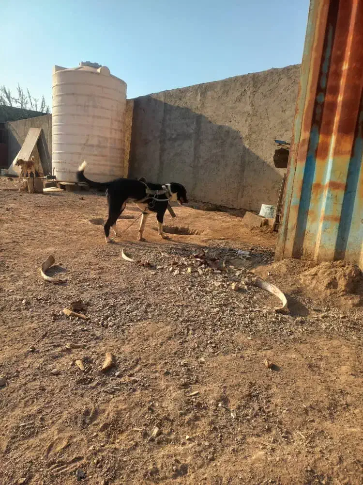 سگ نگهبان|سگ|تهران, افسریه شمالی|دیوار