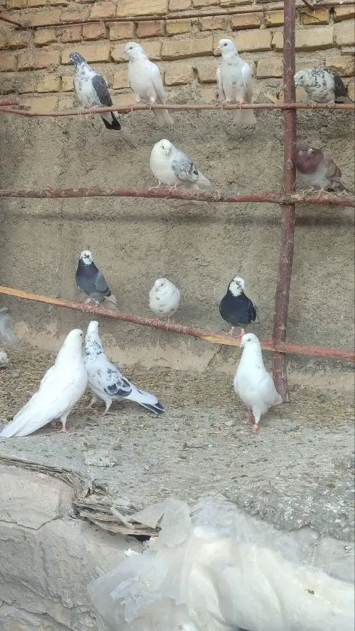 کبوتر|پرنده|جوادآباد, |دیوار