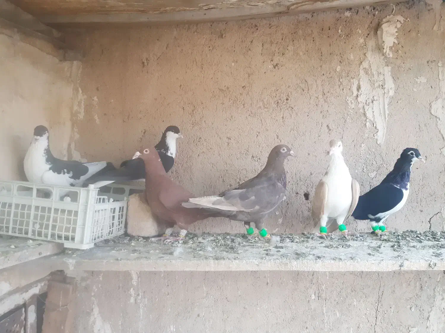 کفتر شهری و تور دستی|پرنده|شیراز, نیستان|دیوار