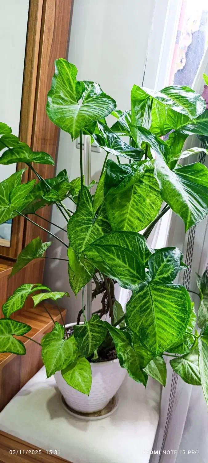 گل زیبا و شاداب|گل و گیاه طبیعی|رشت, معلولین|دیوار