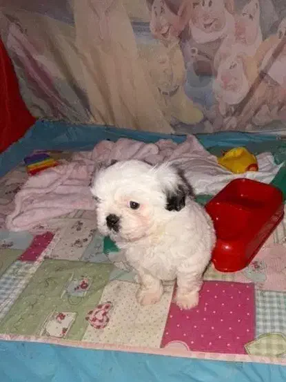 سگ شیتزو فلت|سگ|مشهد, شهرک صنعتی توس|دیوار