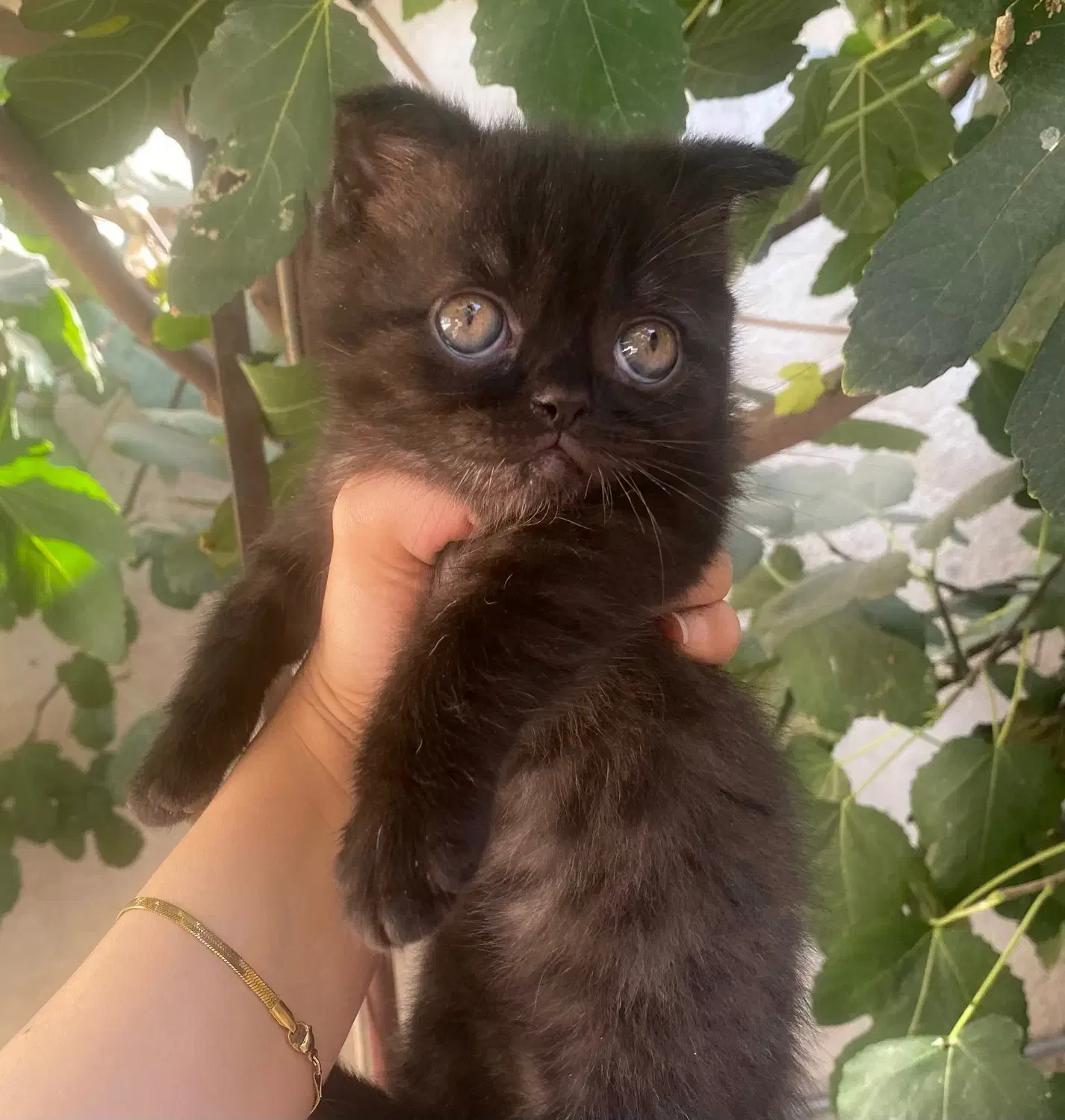 واگذاری بچه گربه|گربه|مشهد, عنصری|دیوار