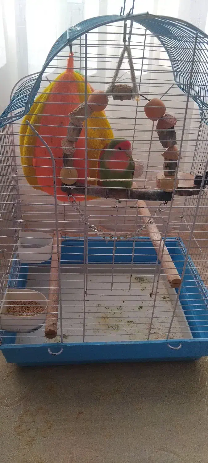 طوطی برزیلی نر|پرنده|بندرعباس, |دیوار