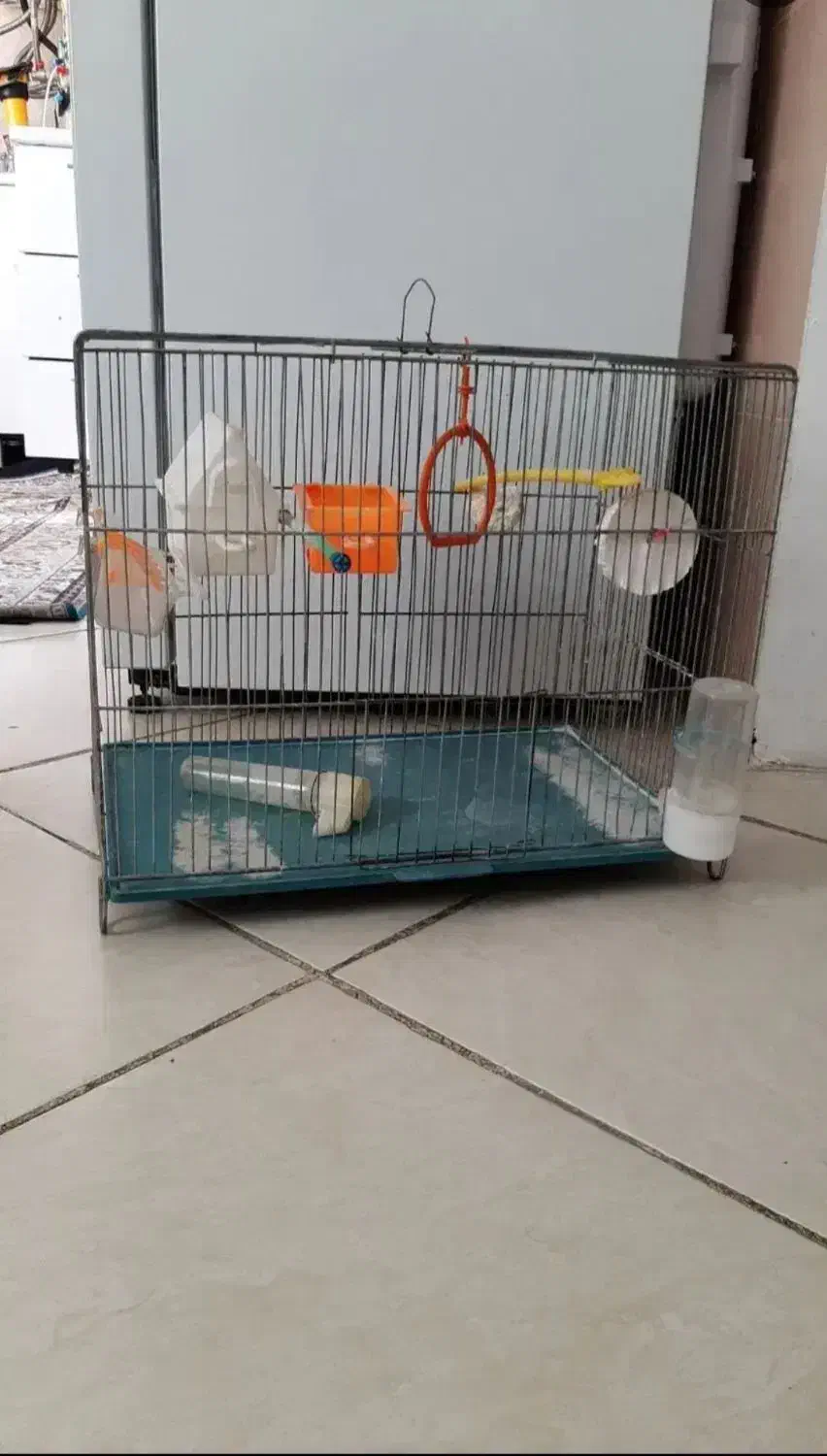 قفس پرنده|لوازم جانبی حیوانات|کرمانشاه, |دیوار