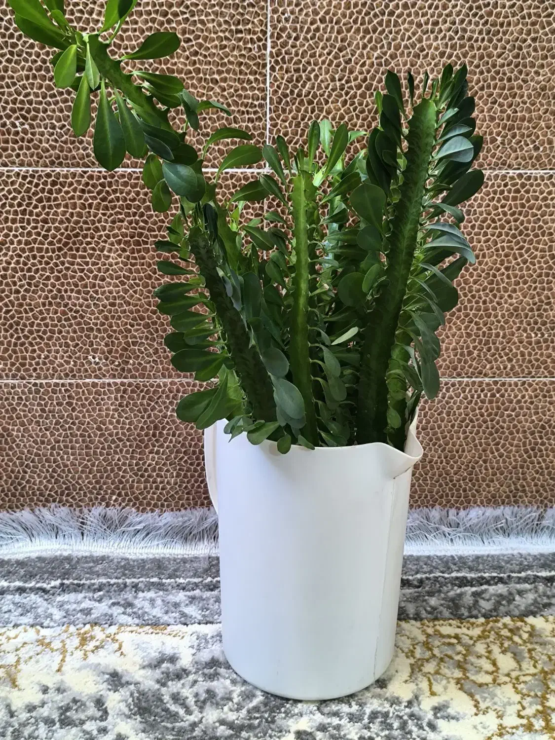 گل طبیعی|گل و گیاه طبیعی|یاسوج, |دیوار