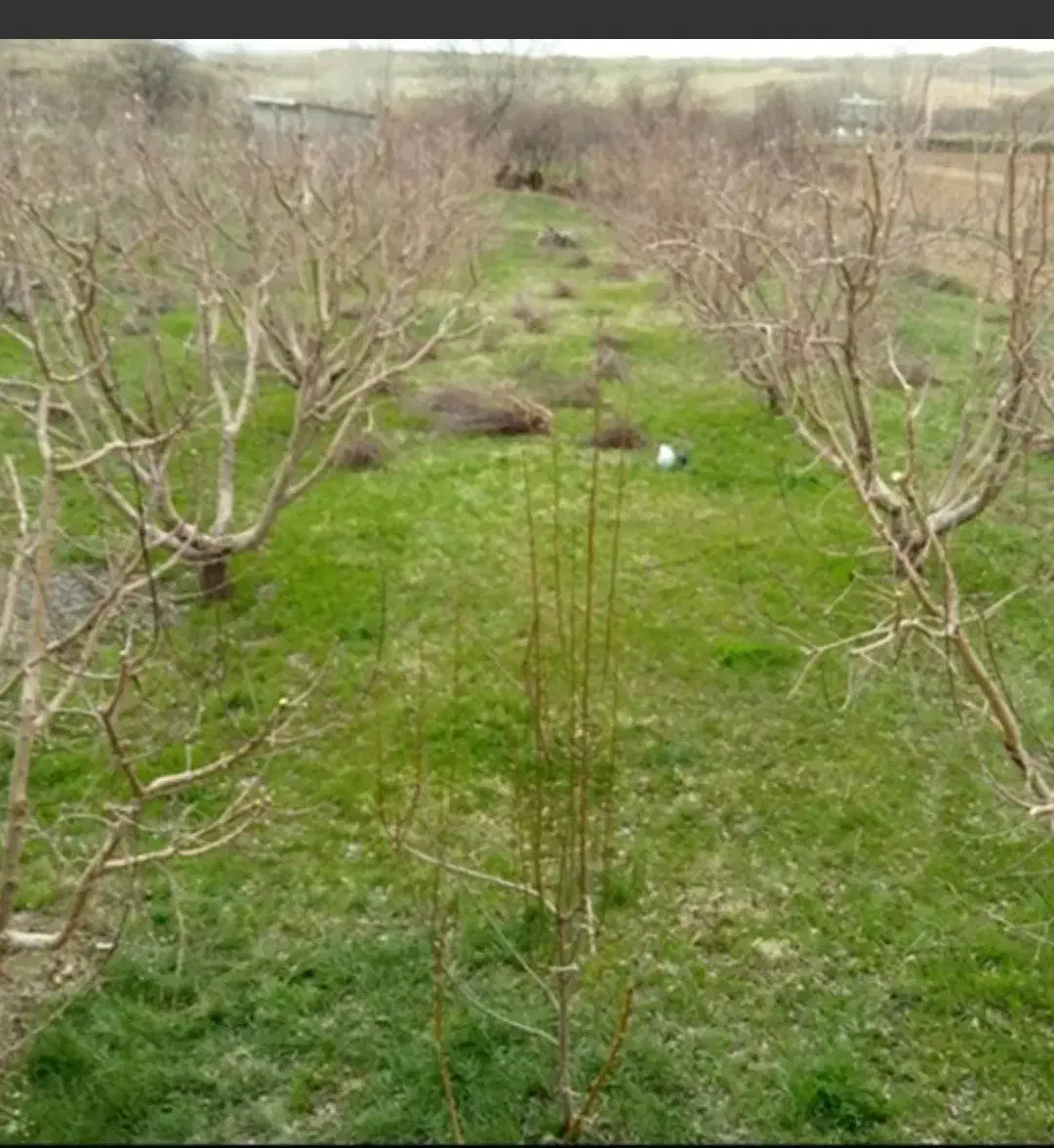 هرس کار درختان سیب و..|خدمات باغبانی و درختکاری|سردشت, |دیوار