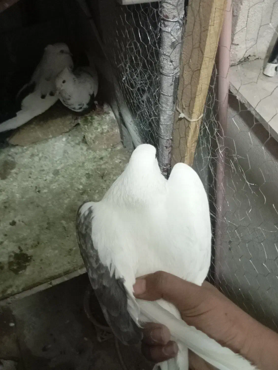 کبوتر یک کت|پرنده|رباط‌کریم, مسکن مهر آبشناسان|دیوار