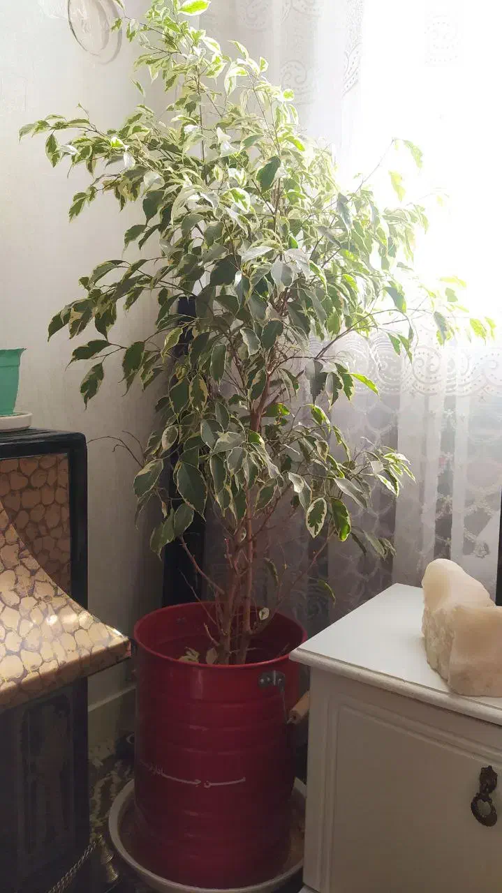 گل بنجامین|گل و گیاه طبیعی|اسلامشهر, مظفریه|دیوار