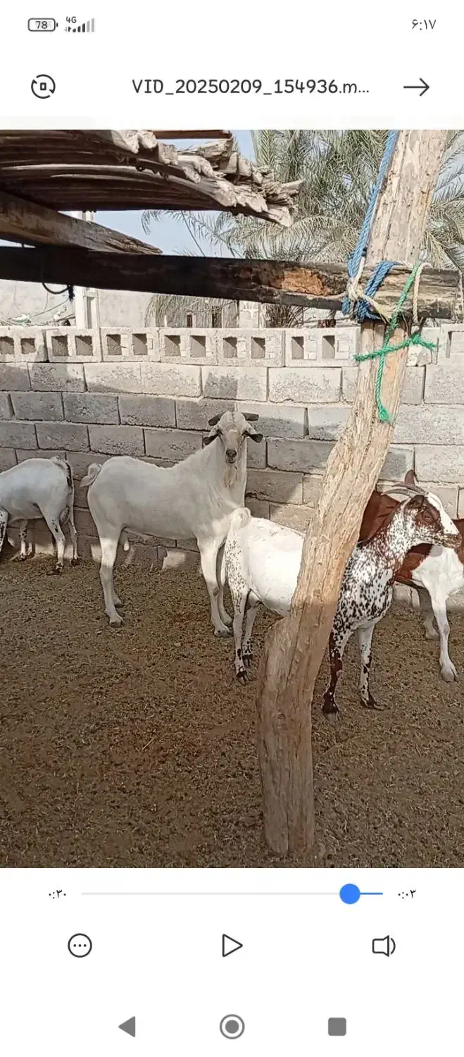 بزه نری صومال|حیوانات مزرعه|بندرعباس, |دیوار