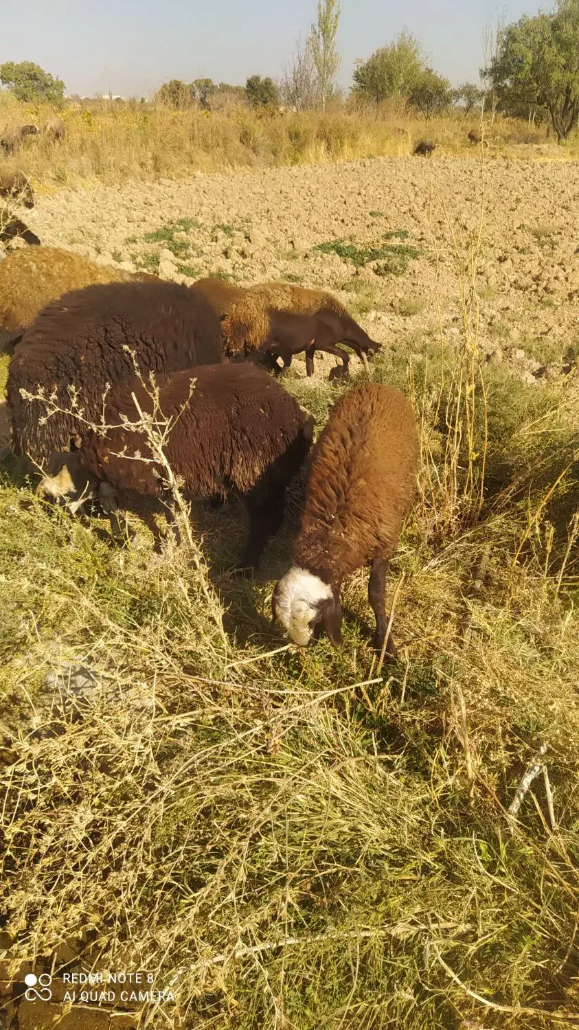 بره نر و ماده|حیوانات مزرعه|شال, |دیوار