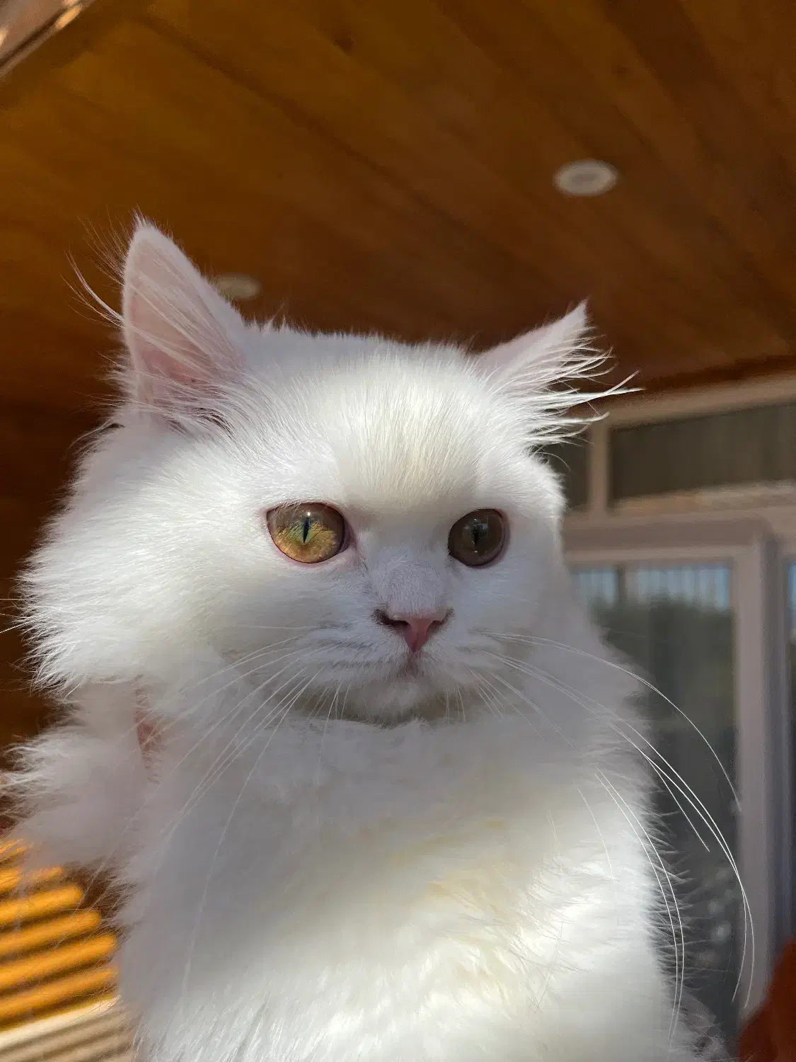 گربه بریتیش لانگهیر|گربه|یاسوج, |دیوار