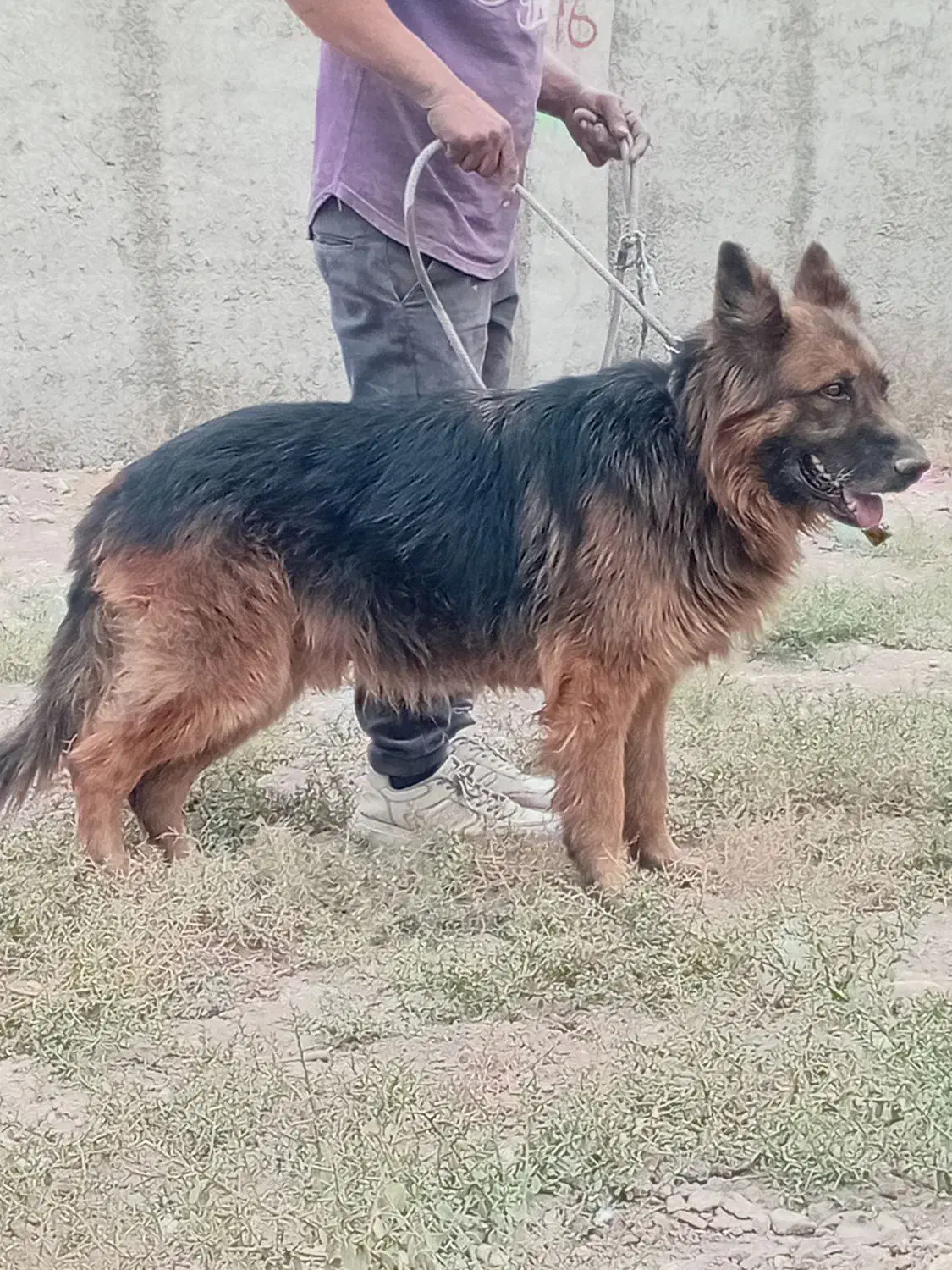 سگ ژرمن شپرد|سگ|رباطکریم, رباطکریم|دیوار