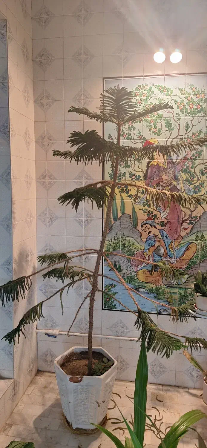 کاج مطبق|گل و گیاه طبیعی|یزد, |دیوار