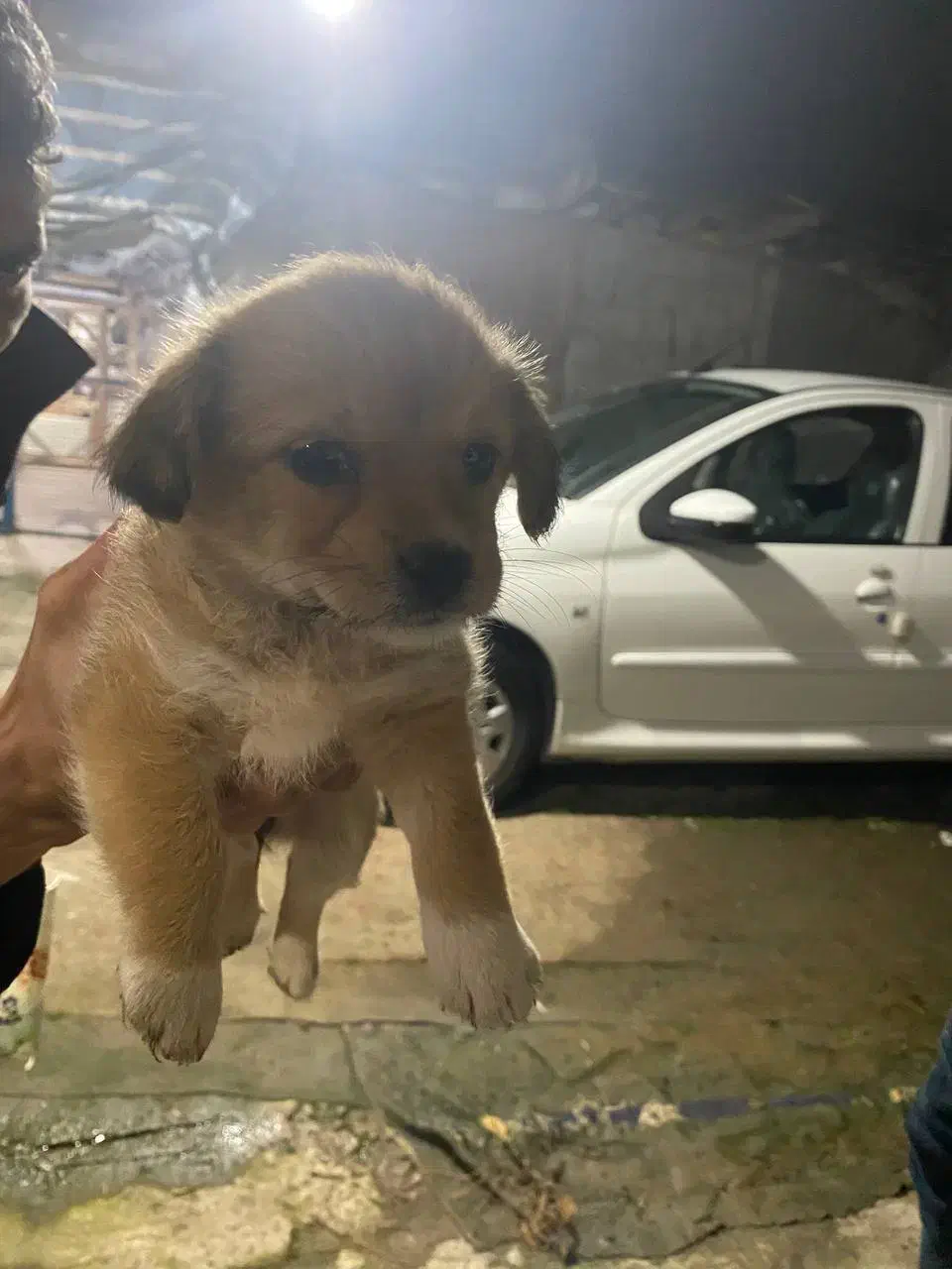 سگ بامزه|سگ|سنگر, |دیوار