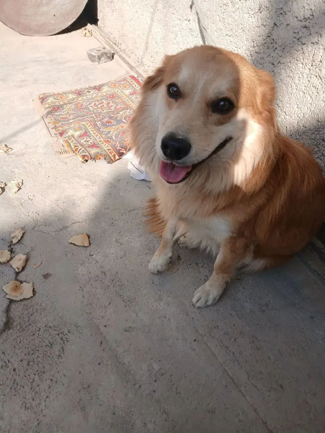 اشپیتز|سگ|ری, علایین|دیوار