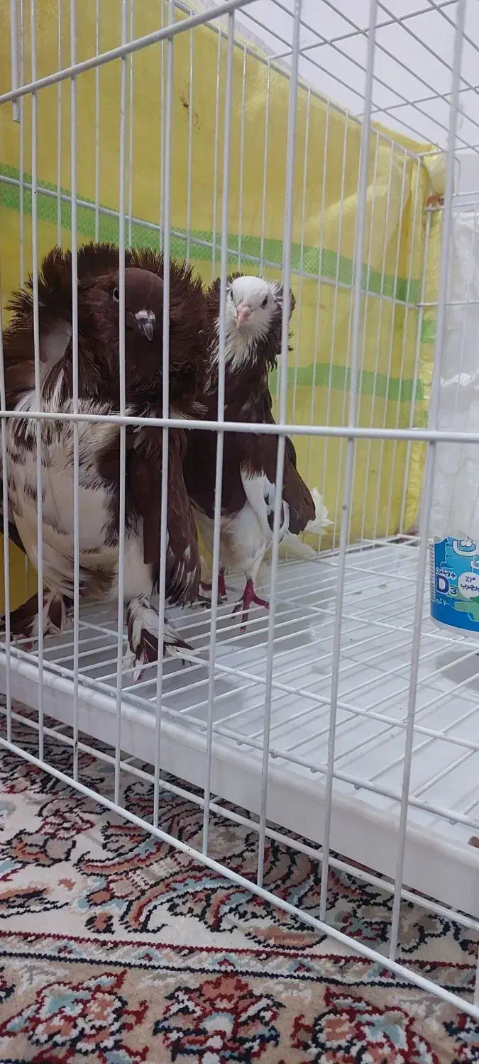 کبوتر تزئینی شامپیون ارجینال|پرنده|بابل, |دیوار