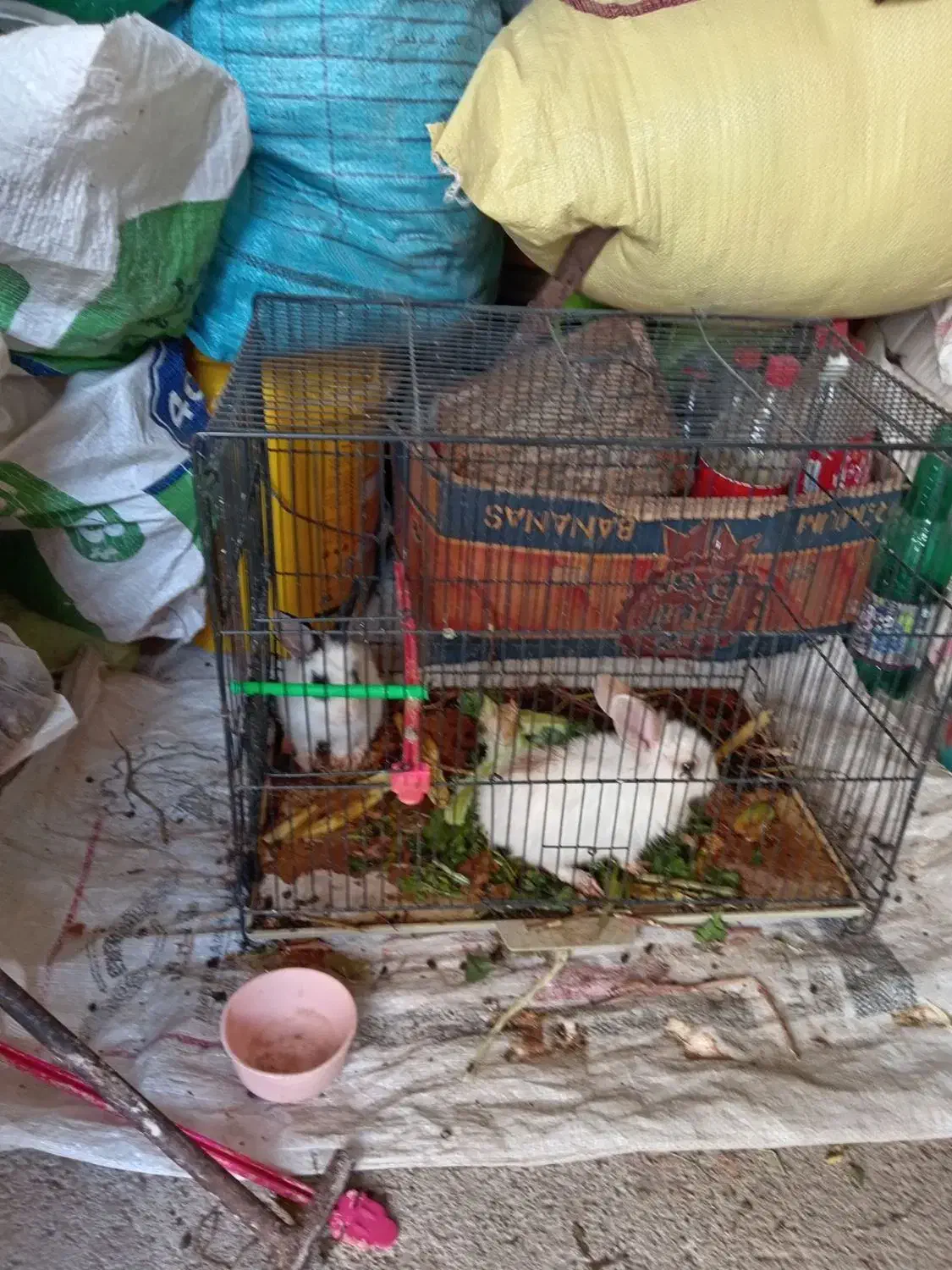 بچه خرگوش ناز|موش و خرگوش|کاشمر, |دیوار