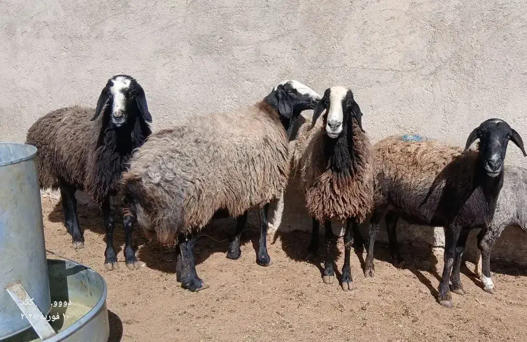 ۸عدد میش چاق|حیوانات مزرعه|مهریز, |دیوار
